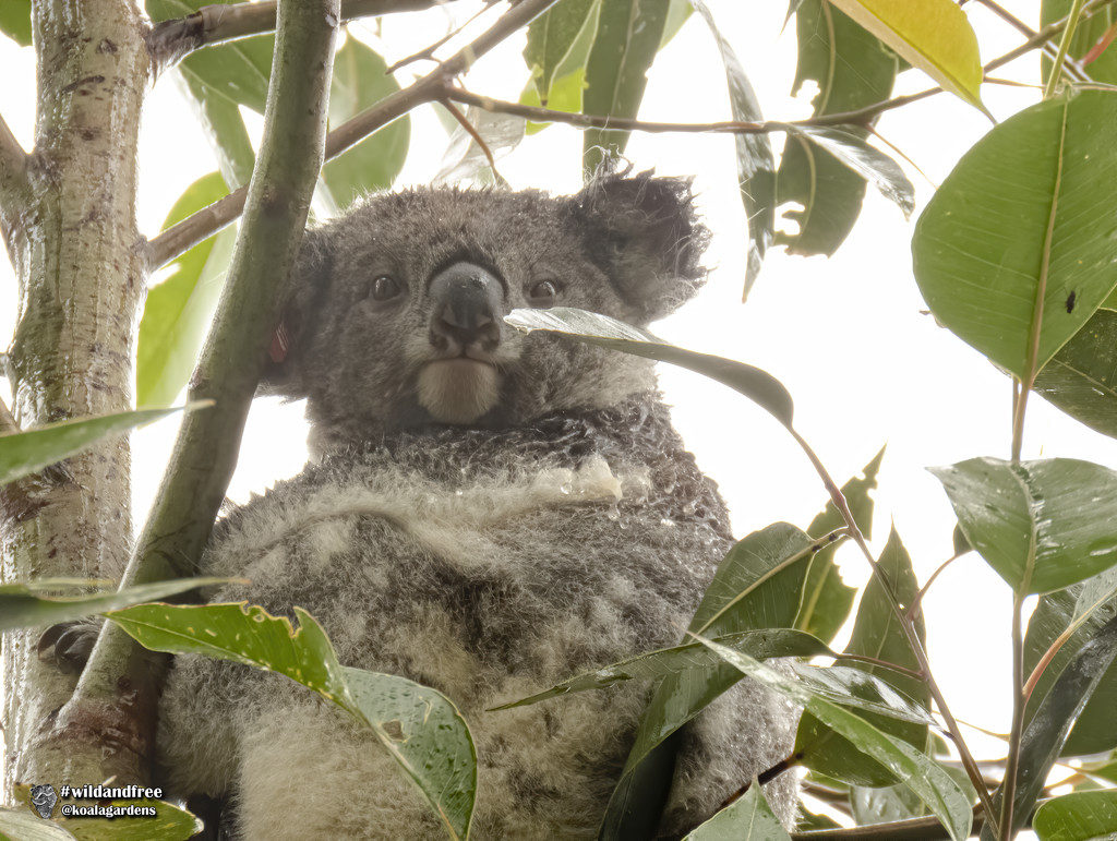 wet weekend by koalagardens