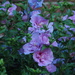 Rose of Sharon Blooms by selkie