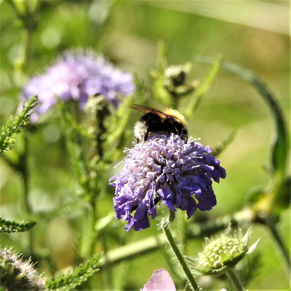 Bee on Scabious by oldjosh