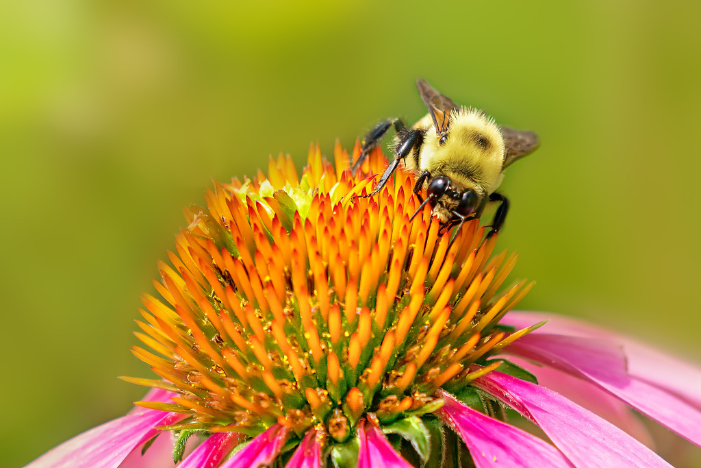 Bees sure do love these cone flowers by jernst1779