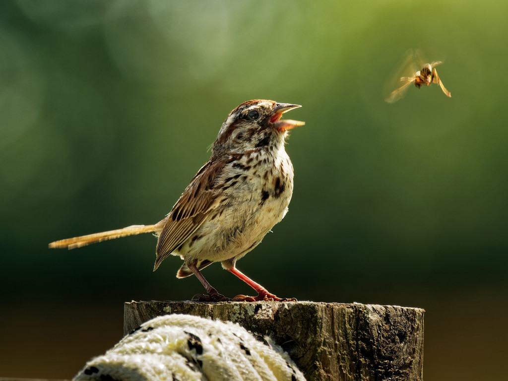 song sparrow and bee by rminer