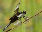 25th Jul 2020 - widow skimmer dragonfly 