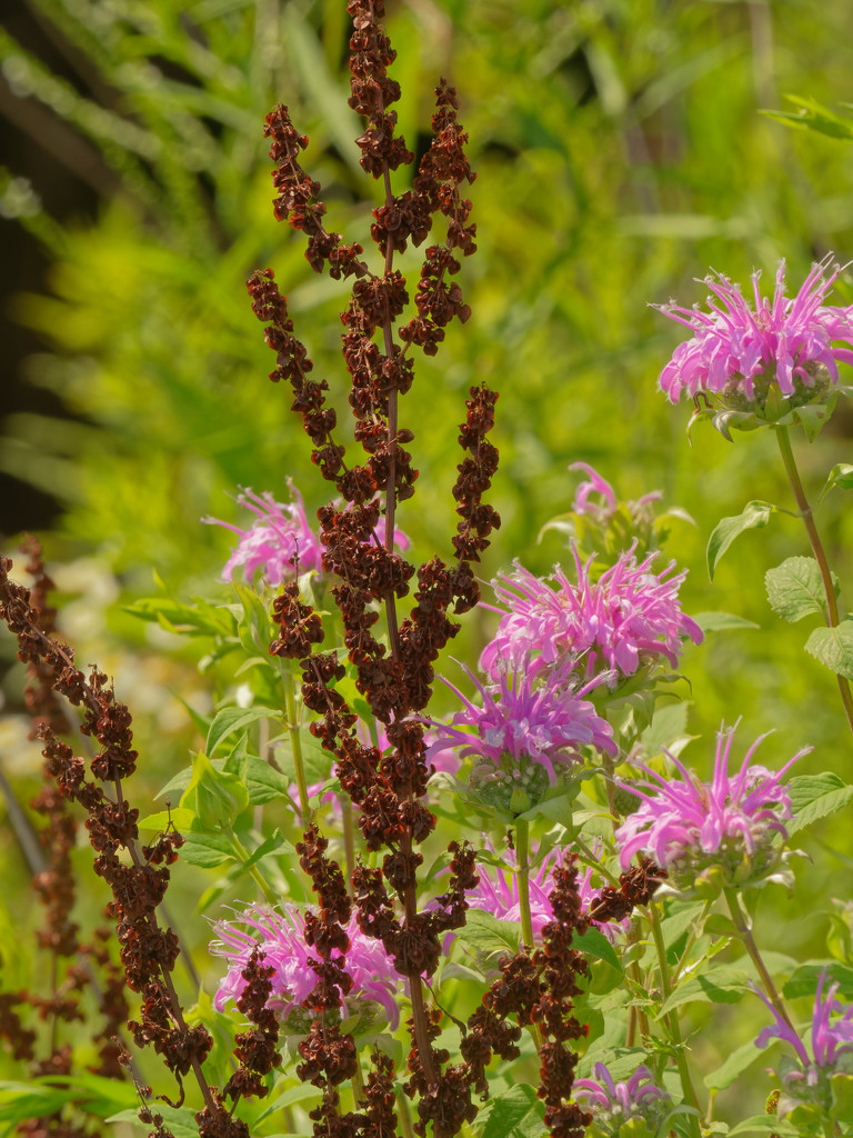 curly dock and wild bergamot by rminer