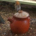 A nosy squirrel and a rum pot by bruni