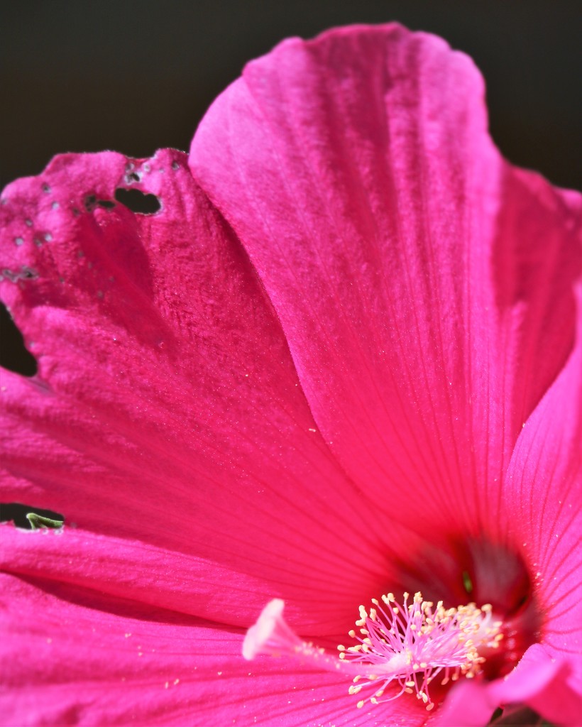 July 24: Hibiscus by daisymiller