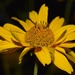 sunflower by sandlily