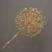 Allium Head (Vintage Helios 44M-4 58mm lens) by phil_howcroft