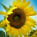 Sunflower by randy23