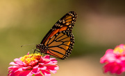 25th Jul 2020 - Monarch Butterfly!