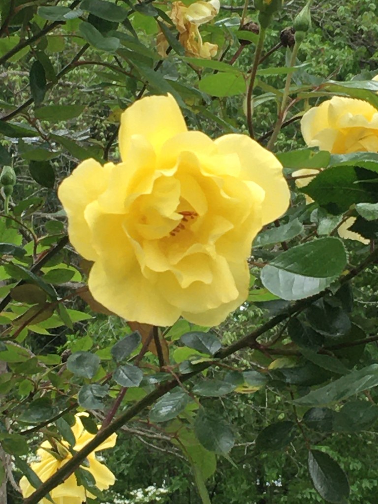 Yellow Rose by awalker