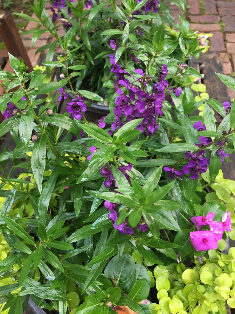 Purple Flowers by awalker