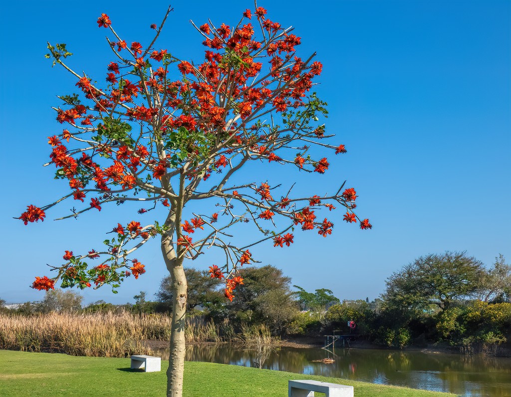 Coral tree in bloom at the dam. by ludwigsdiana