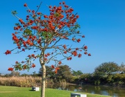26th Jul 2020 - Coral tree in bloom at the dam.