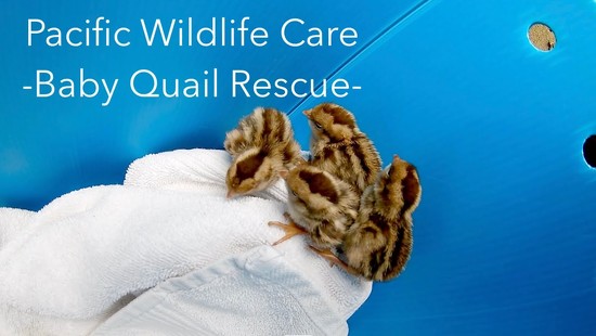 24th Jul 2020 - Baby Quail Rescue July 2020