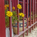 Flowers behind bars by laroque