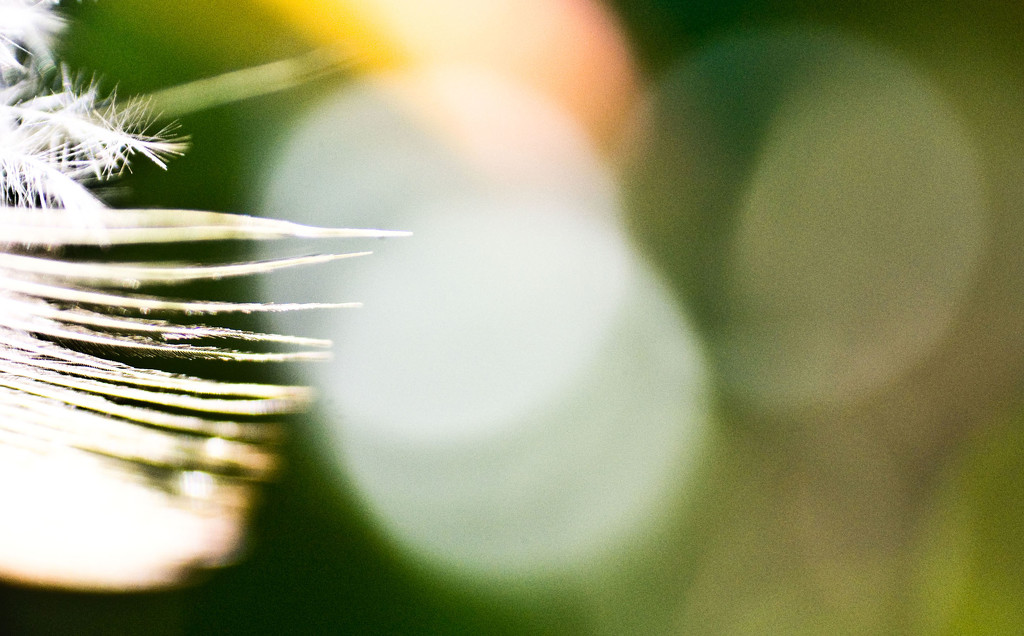 feathery bokeh by annied