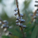 native Australian shrub by ulla