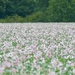 Field of Pink by phil_sandford
