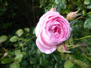 25th Jul 2020 - pink roses ...