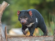 26th Jul 2020 - Tasmanian Devil
