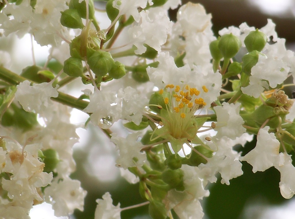 White crepe myrtle blossoms... by marlboromaam