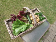 20th Jun 2020 - From the veg patch