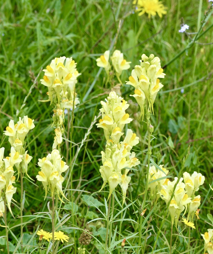 Yellow Toadflax  by foxes37