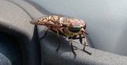 20th Jul 2020 - Day 202: Horse Fly !!!