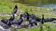 27th Jul 2020 - A ‘ Flight ' Of Cormorants Showing Off  Their Wings ~      