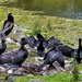 A ‘ Flight ' Of Cormorants Showing Off  Their Wings ~       by happysnaps