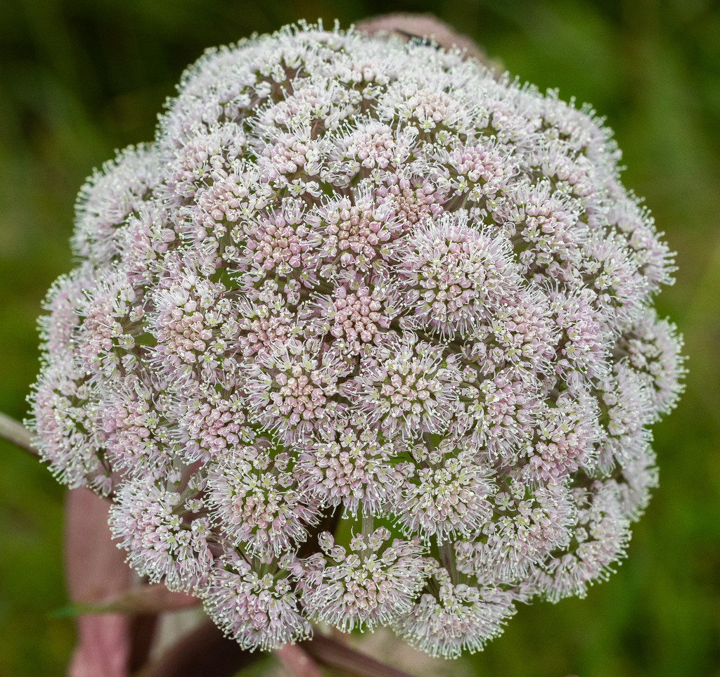 Wild Angelica by lifeat60degrees