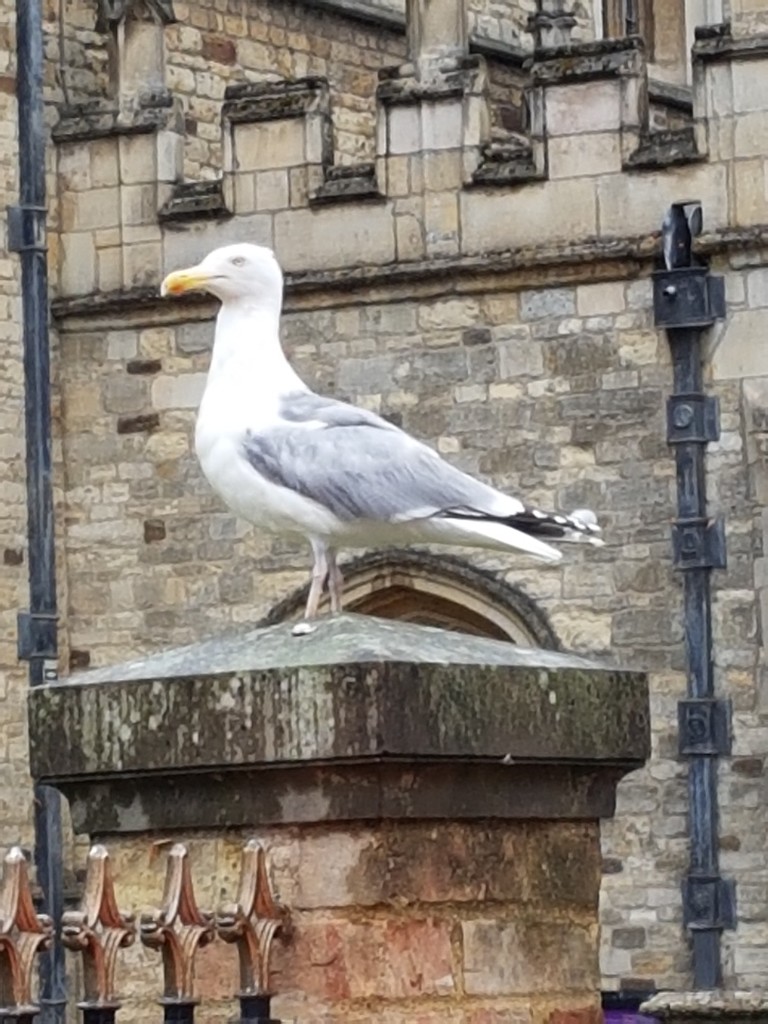 Herring gull by rosiekind