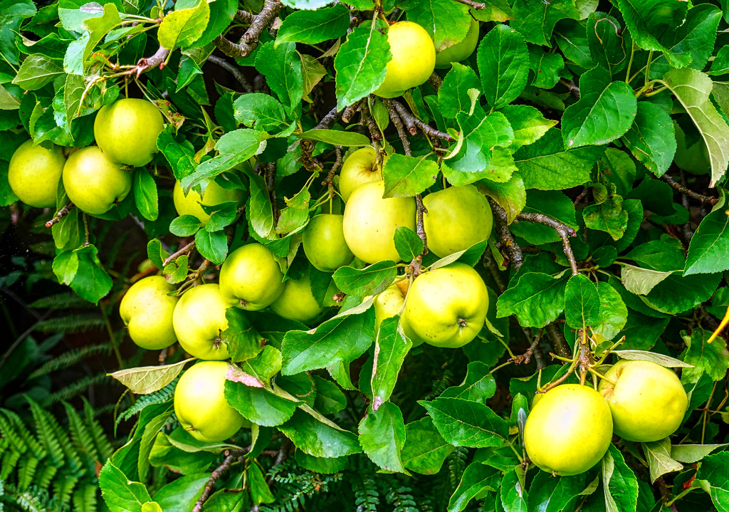 Apples by tonygig