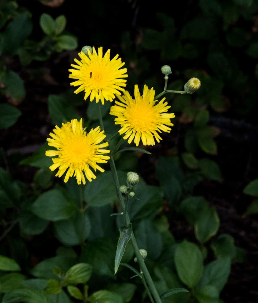 Smooth Sow-thistle by sprphotos