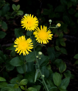 23rd Jul 2020 - Smooth Sow-thistle