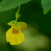 pale jewelweed  by rminer