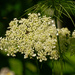 queen anne's lace by rminer