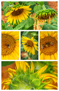 26th Jul 2020 - Sunflowers