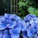 Blue Hortensia  by thedarkroom