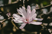 27th Jul 2020 - Star magnolia