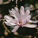 Star magnolia by brigette