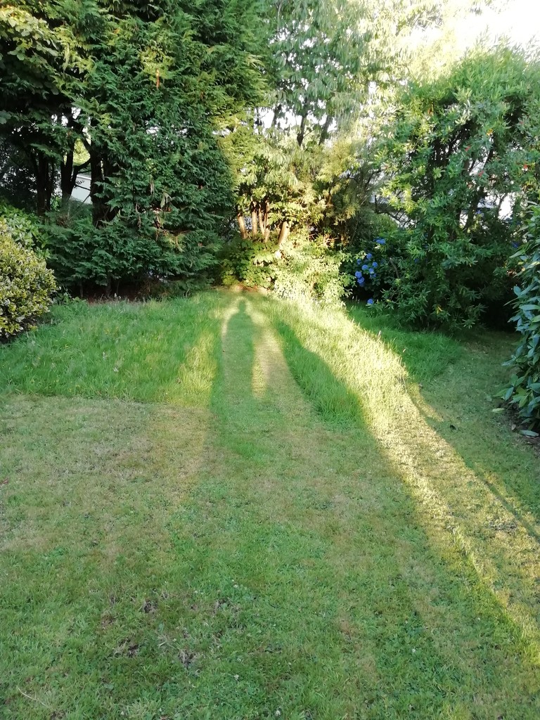 Evening sun casting shadows in the garden.  by jennymdennis