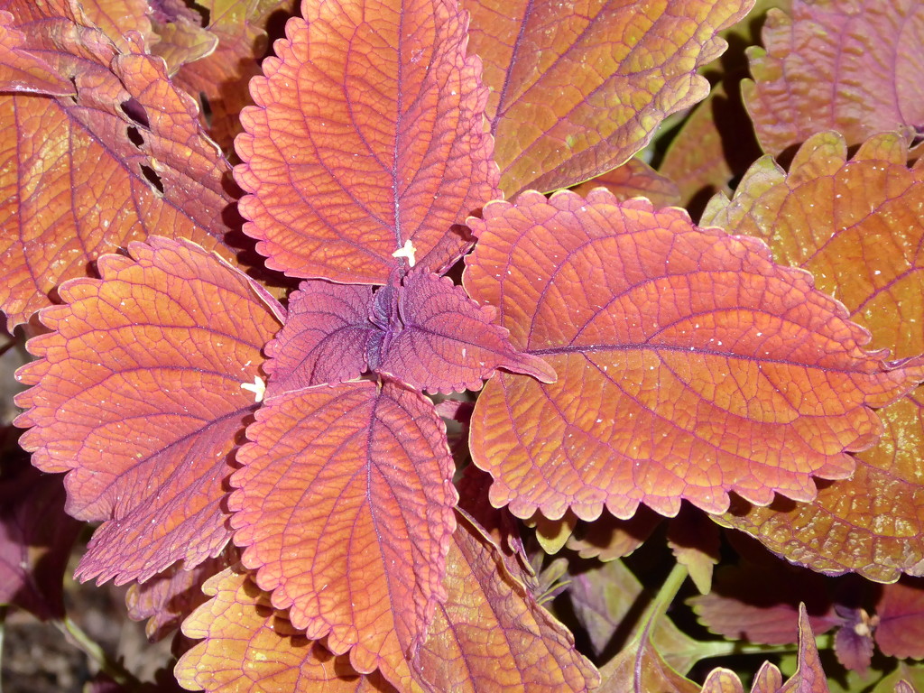 Coleus colour by speedwell