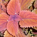 Coleus colour by speedwell