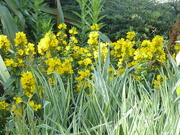 18th Jul 2020 - Yellow blooms 