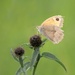 Meadow Brown in the meadow by inthecloud5