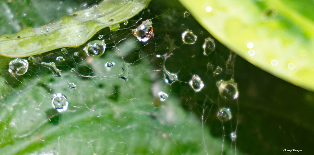 Water drops by larrysphotos