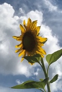 26th Jul 2020 - A tall sunflower