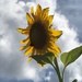 A tall sunflower by tunia