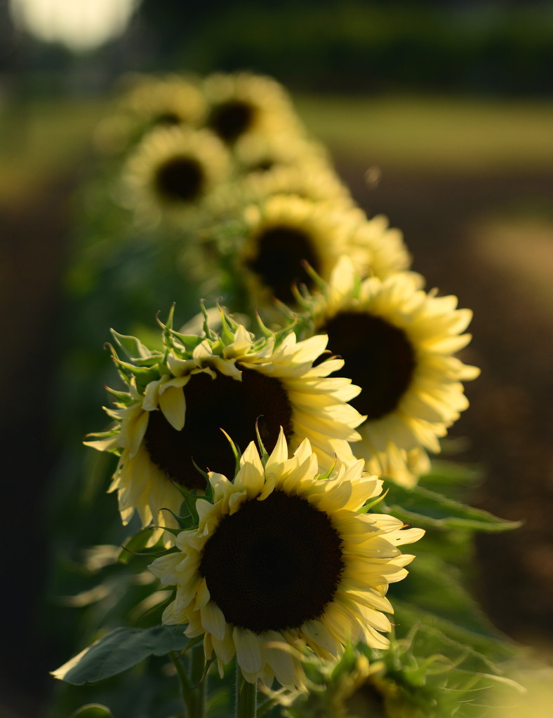 The new look sunflowers.. by jayberg